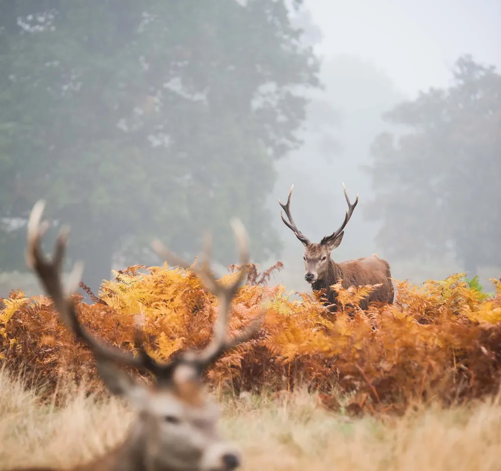 cerfs-foret