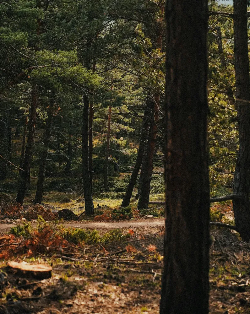 foret-3