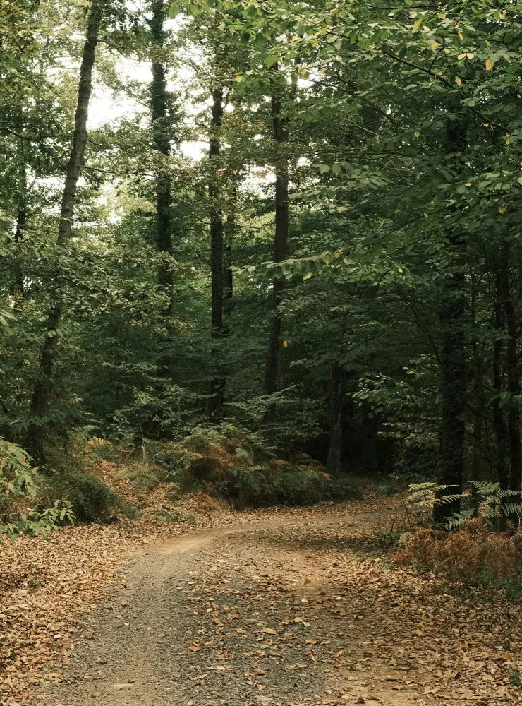 foret-5