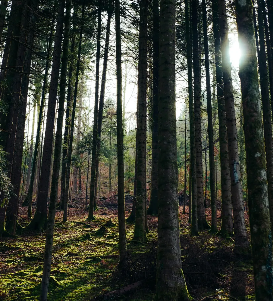 foret-6