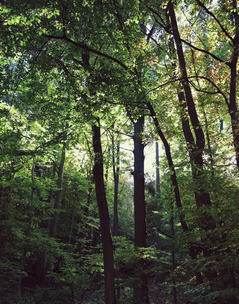 foret-7