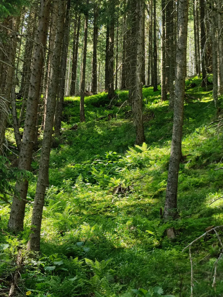 foret-32